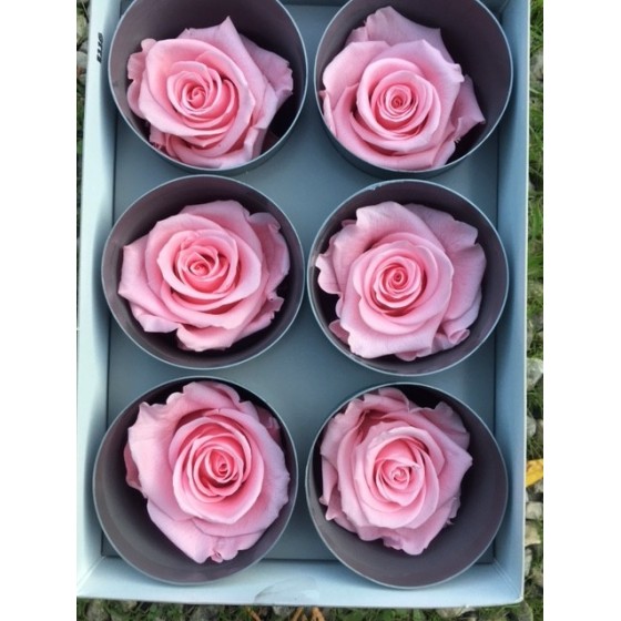 boîte de 6 roses éternelles rouge rose ou bleu