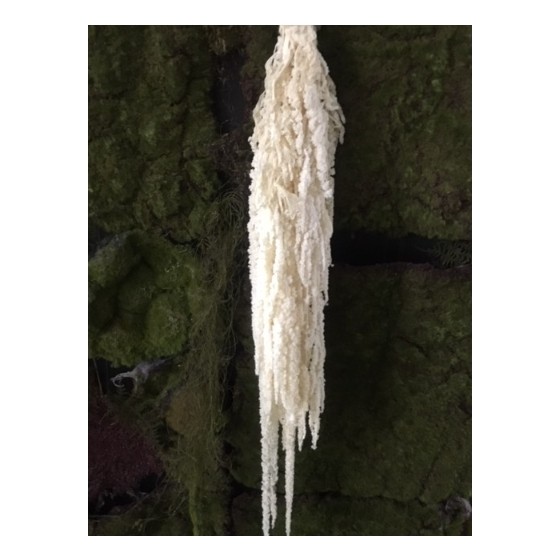 branche d'amarante