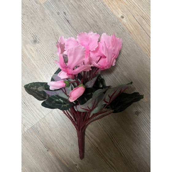 Cyclamen piquet