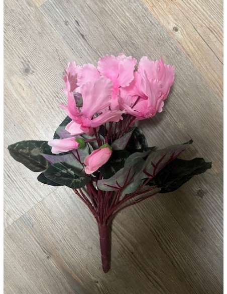 Cyclamen piquet