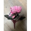 Cyclamen piquet