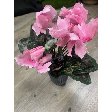 Cyclamen piquet 2