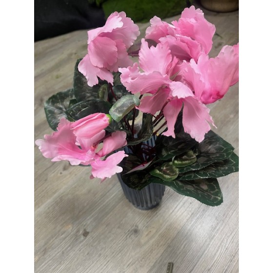 Cyclamen piquet
