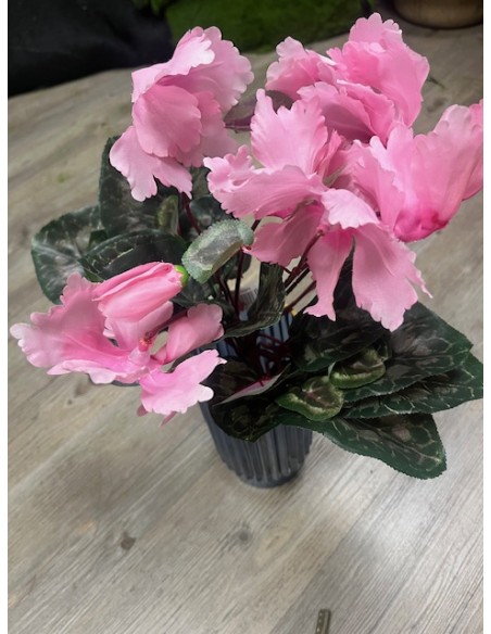 Cyclamen piquet
